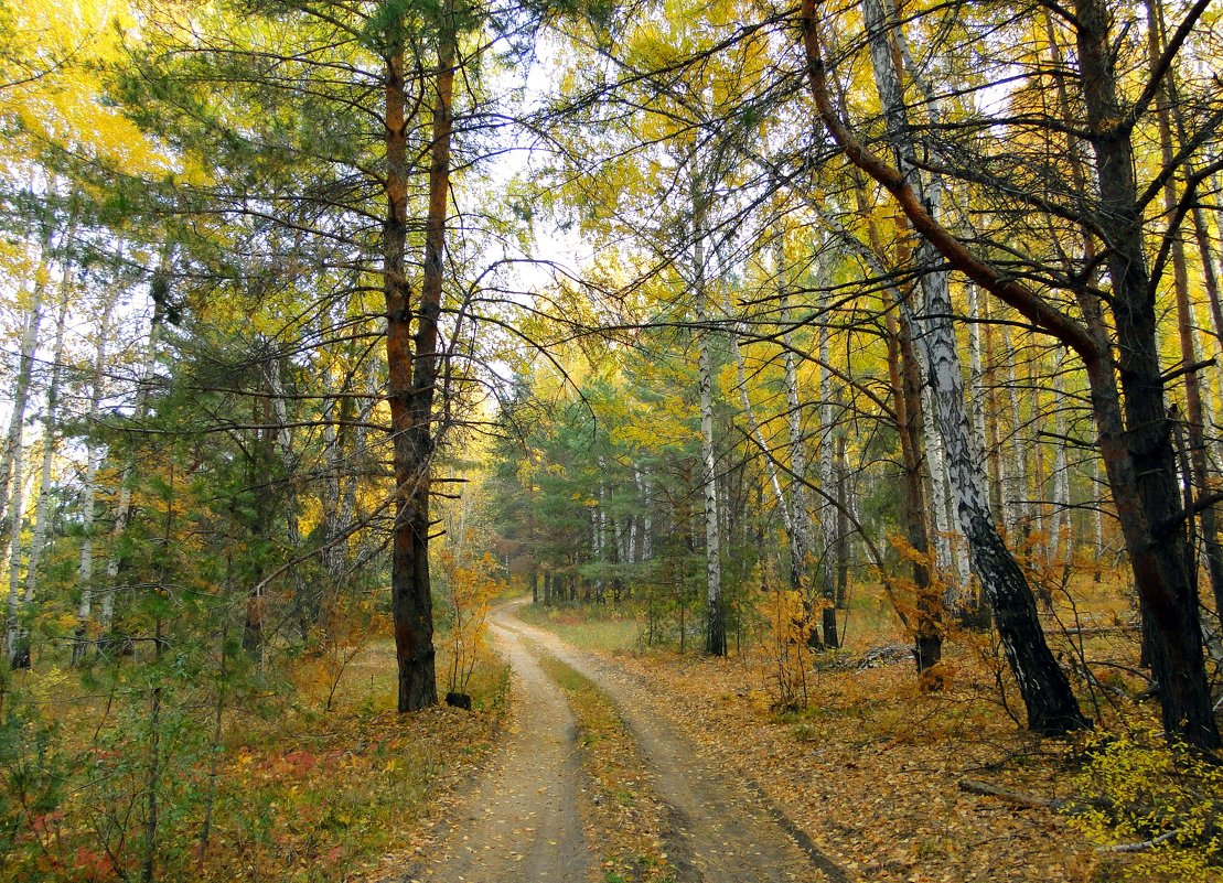 Октябрь в лесу - Елена Шемякина