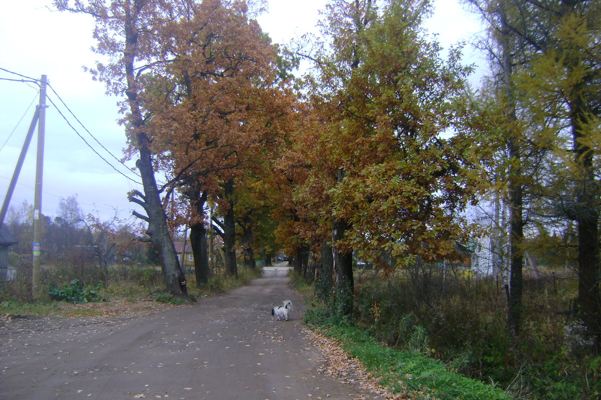 Осень. - Елена Звягинцева