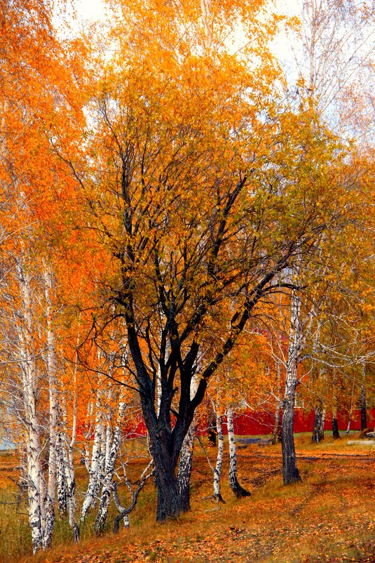 #Осень#дерево - Alena Kazanceva