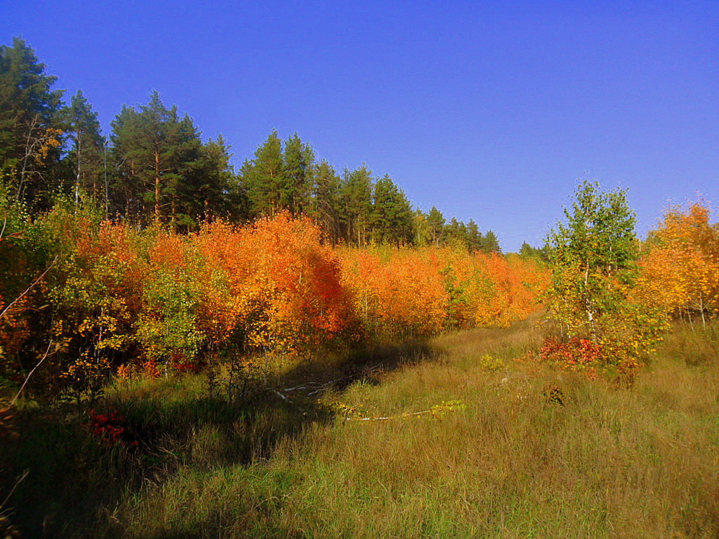 Осень в лесу - лидия Кашицина