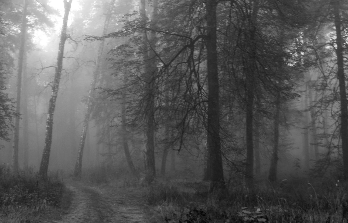 Туманный  лес.... - Валерия  Полещикова 