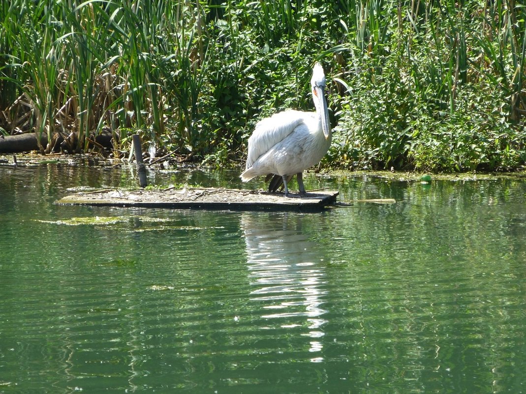 Озеро в Казанском зоопарке - Наиля 