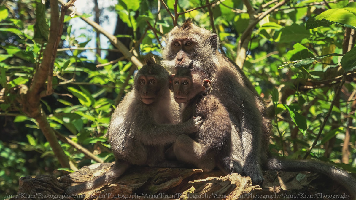 Sangeh Monkey Forest Bali - Anna Kramchatkina