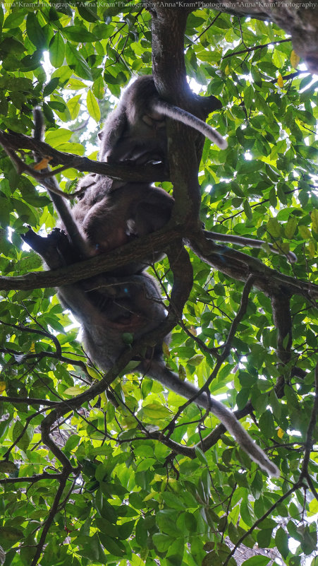 Sangeh Monkey Forest Bali - Anna Kramchatkina