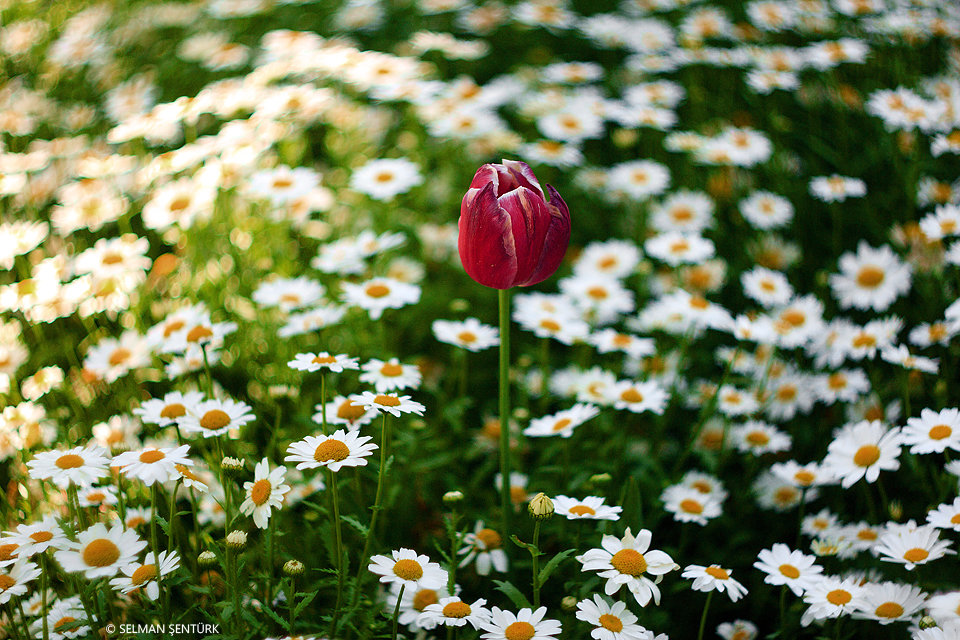 çiçekler - Selman Şentürk