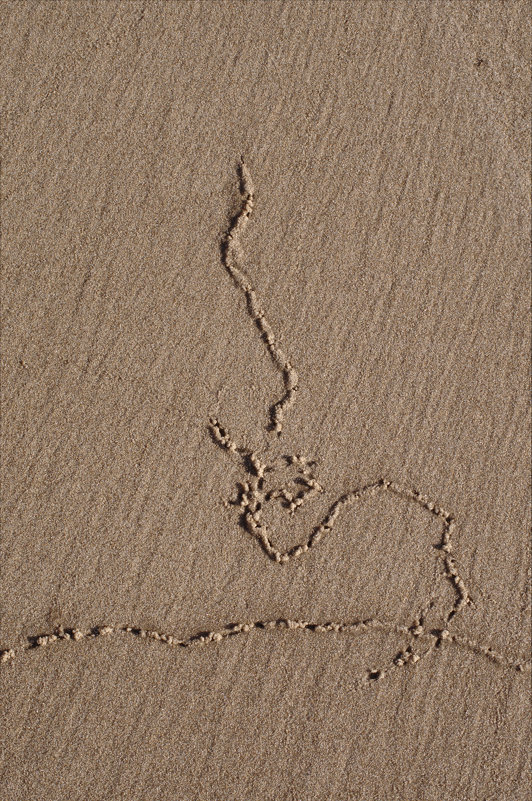 Автограф червя на прибрежном песке - NICKIII Михаил Г.