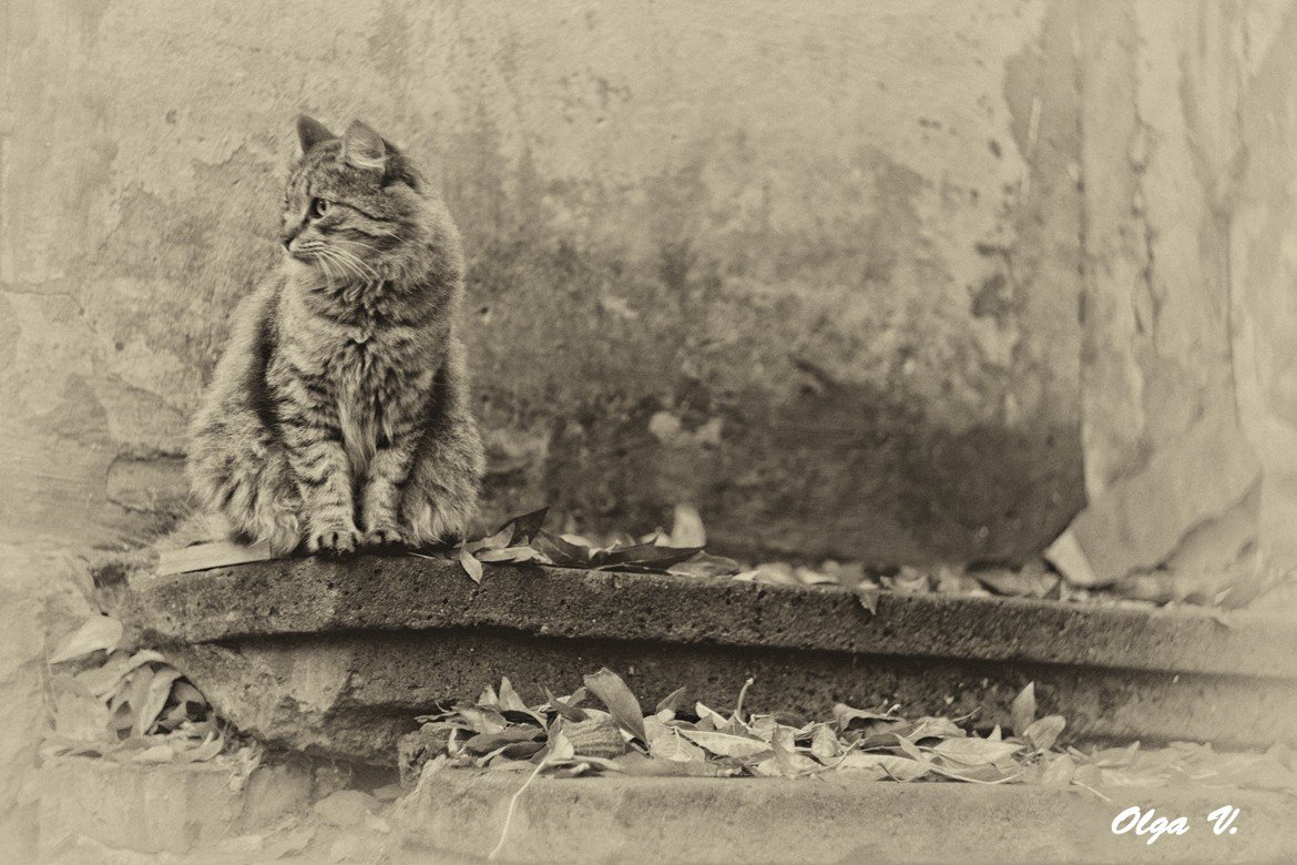 Кот на ступеньке - Olga Vorzheva