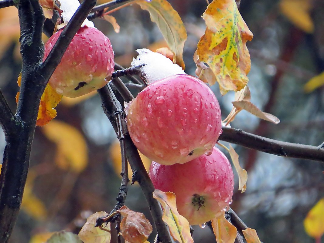 Осенние яблоки на ветке
