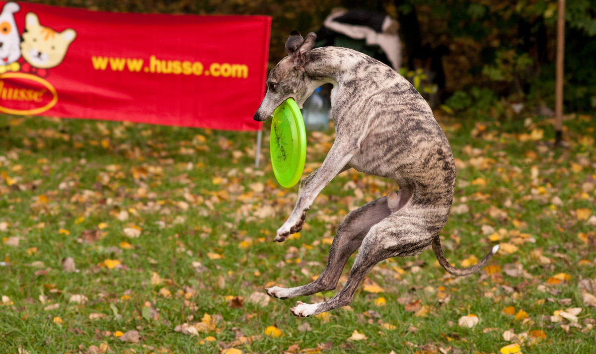 Dog frisbee - Ольга Сковородникова