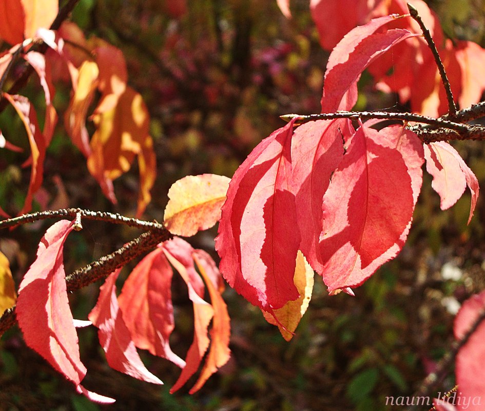 Осень в красках прекрасна - Лидия (naum.lidiya)