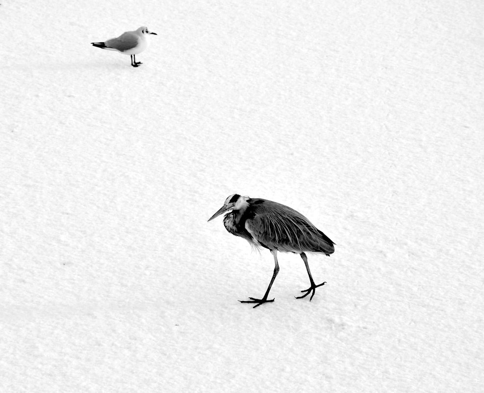 Птицы на льду - Андрей Крючков
