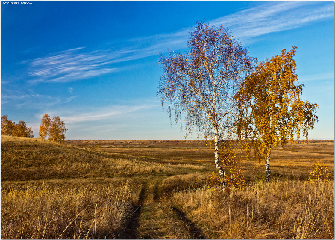 Деревня береза поле Россия