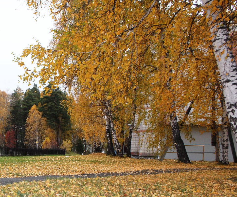 октябрьский листопад - Наталья Золотых-Сибирская