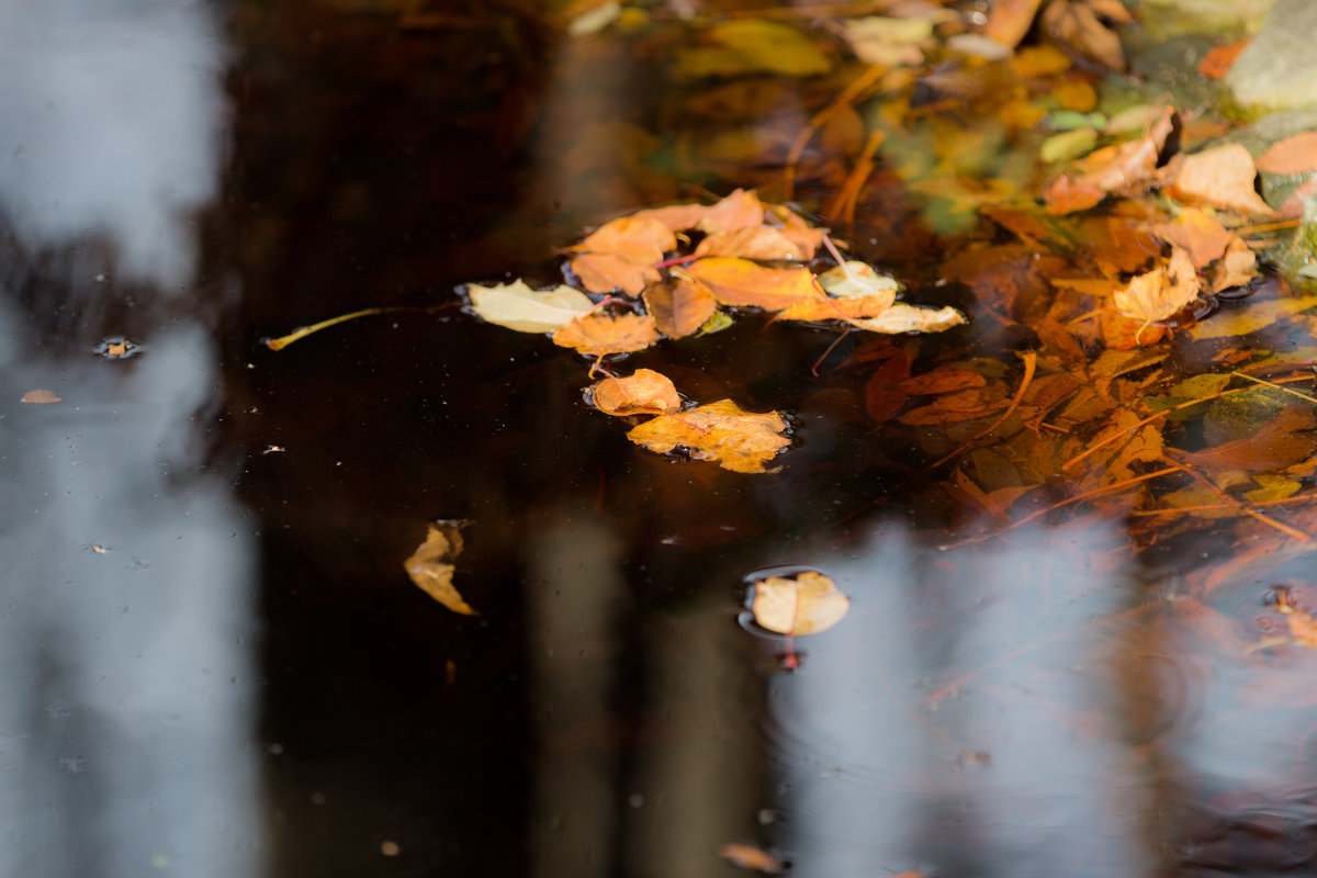 Листья на воде и под водой - Ilona An