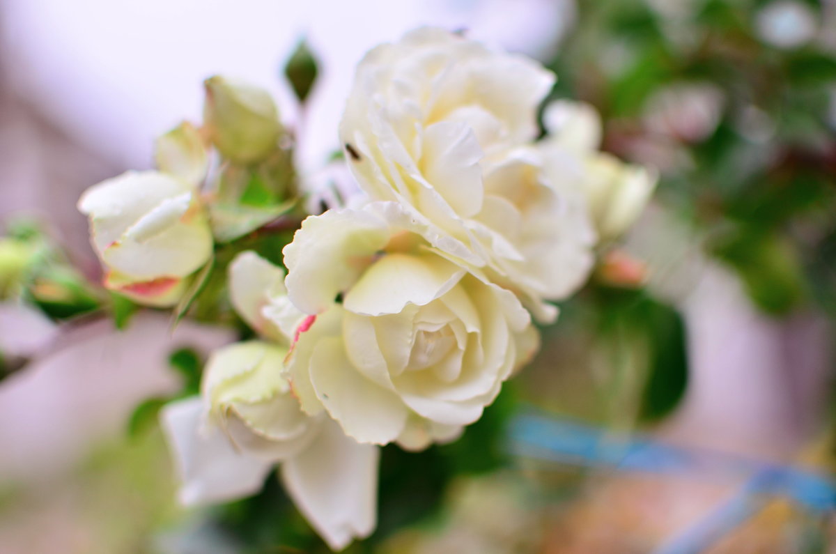 Белые розы, беззащитные шипы.....) - Stas 