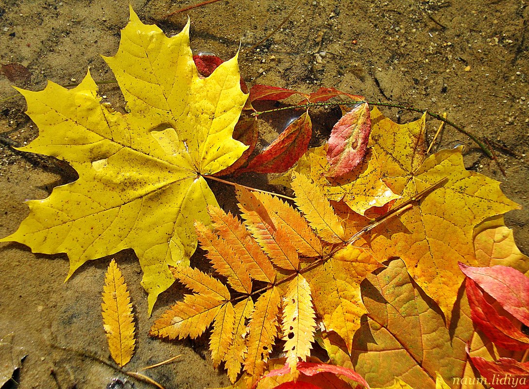 Листья упавшие в воду - Лидия (naum.lidiya)