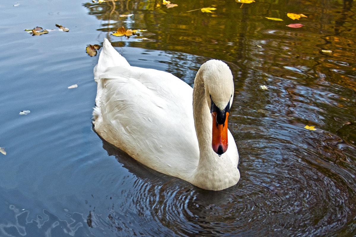 Swan`s Look - Roman Ilnytskyi