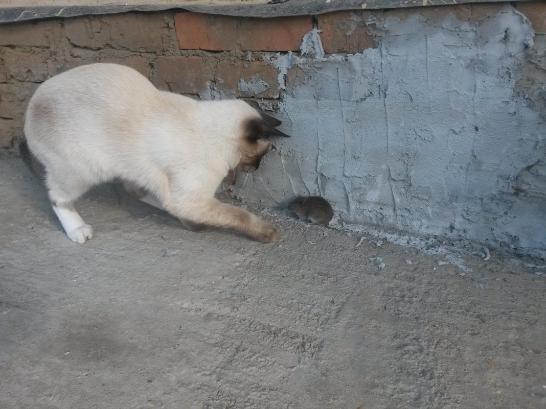 Кошка и Мышка - Ирина Крохмаль