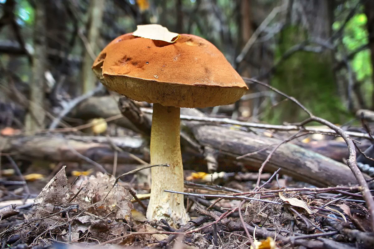 Лесной мир ( гриб-подберезовик ) - марк 