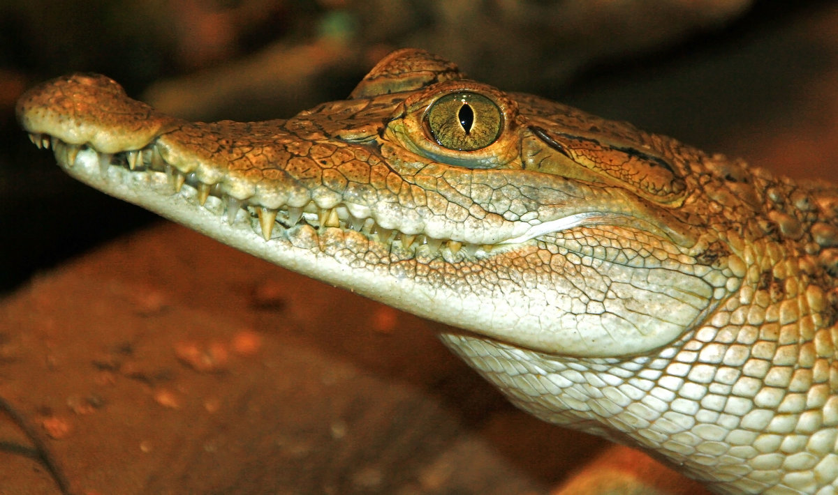 Филиппинский крокодил - Alexander Andronik