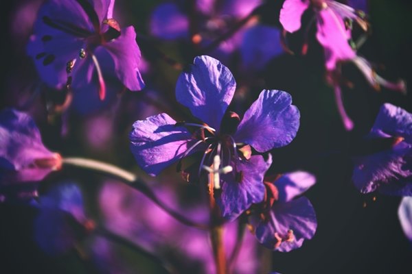 Цветы - Ирина 