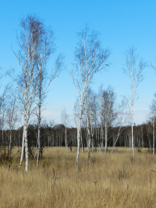 Осень на болоте - Николай Сапегин