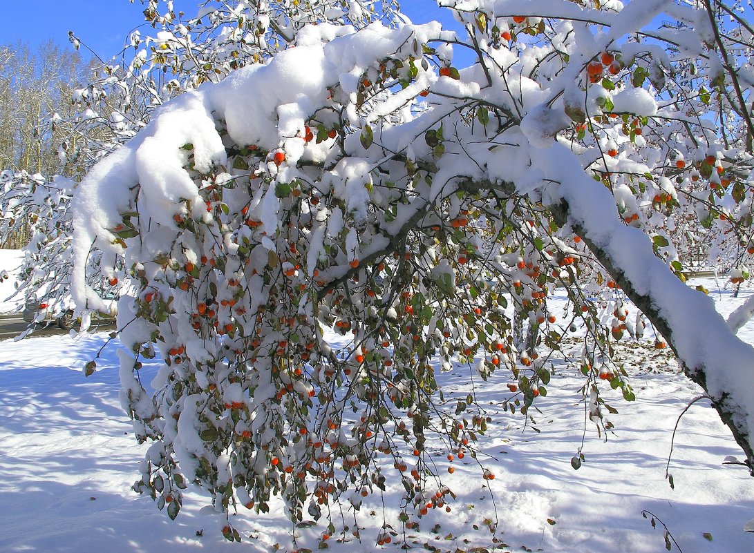 Яблони в снегу - какое чудо ! - Нина северянка