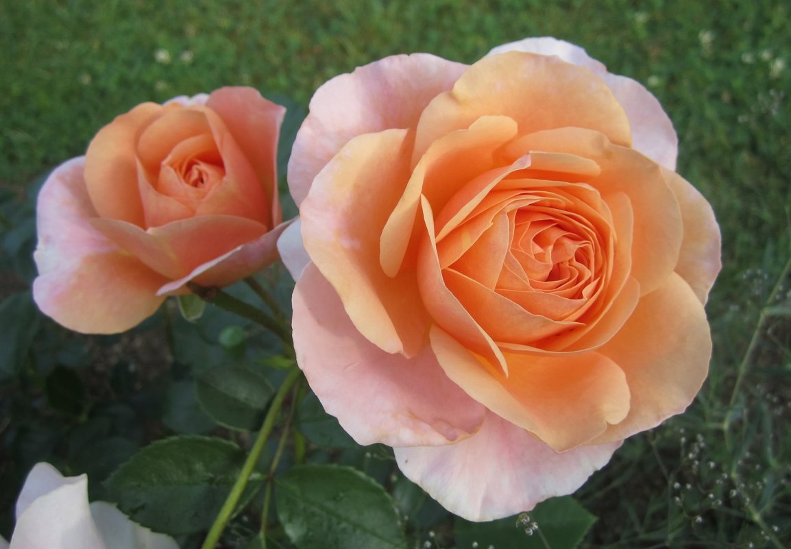 роза Sangerhauser Jubilaumsrose - lenrouz 