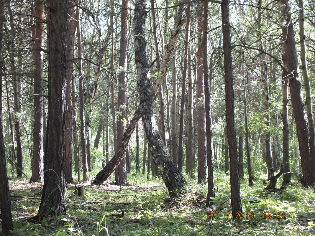 В сосновом лесу - Александр 