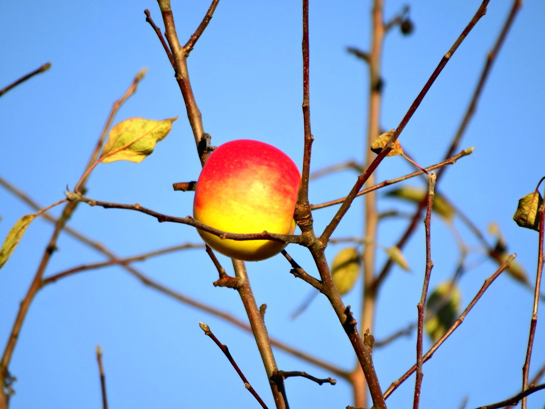 одинокое яблоко в октябре - Михаил Жуковский