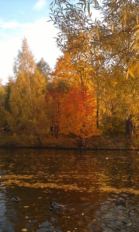 Осень в Воронцовском парке - Margarita Pavlova