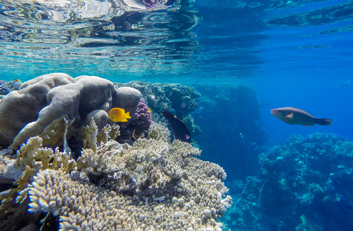 sharm el sheikh ,diving - Юлия 