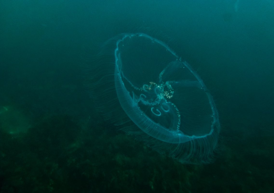 Медуза - Tutsan 