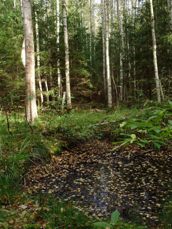 Осенний лес - Светлана из Провинции