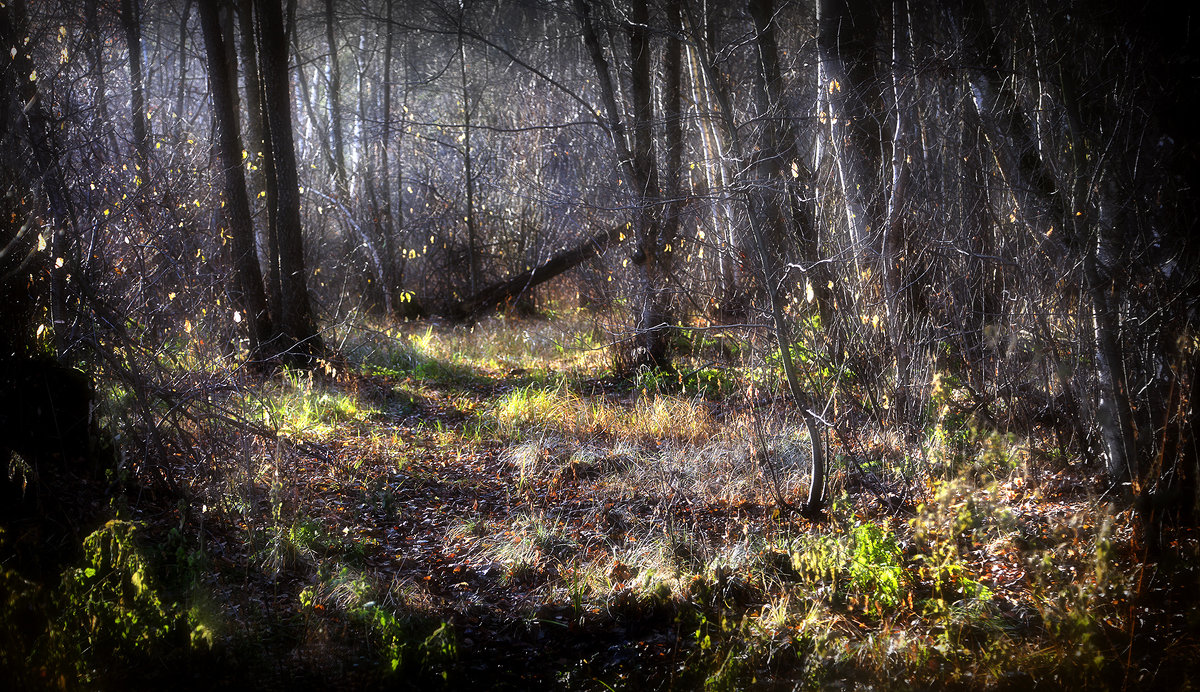 В лесу на закате...4 - Андрей Войцехов