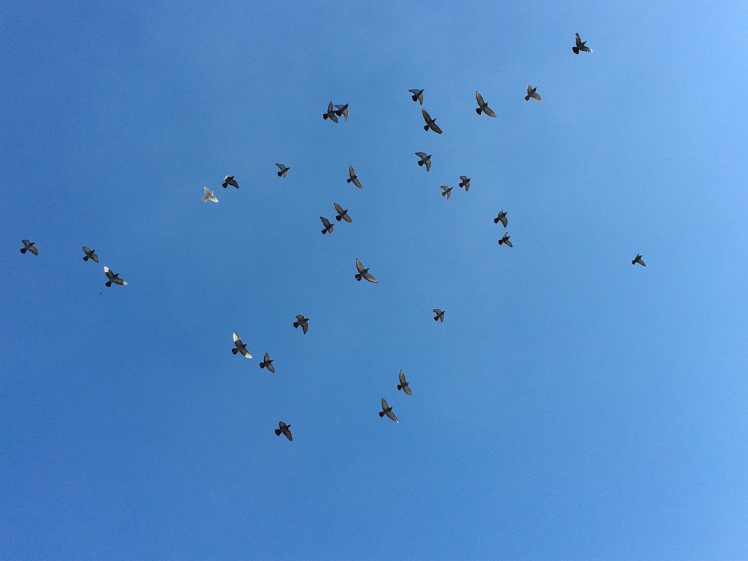 птицы в небе - Юлия Закопайло