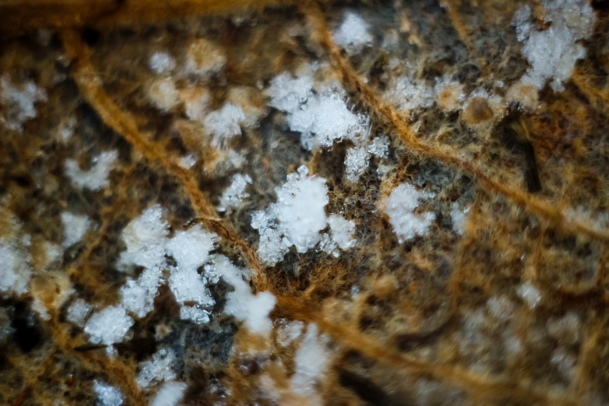 первый снег на дубовом листе - Олька Никулочкина