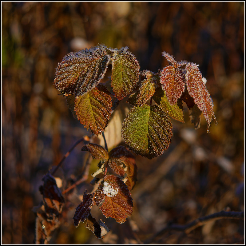 Осенние листья - Владимир Холодный