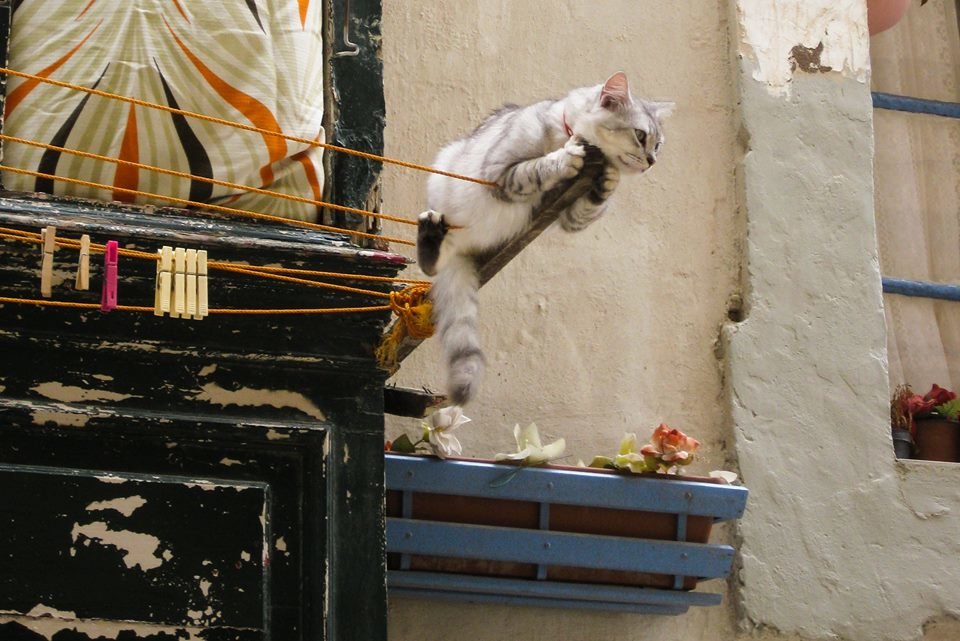 Maltese cat - Юлия 