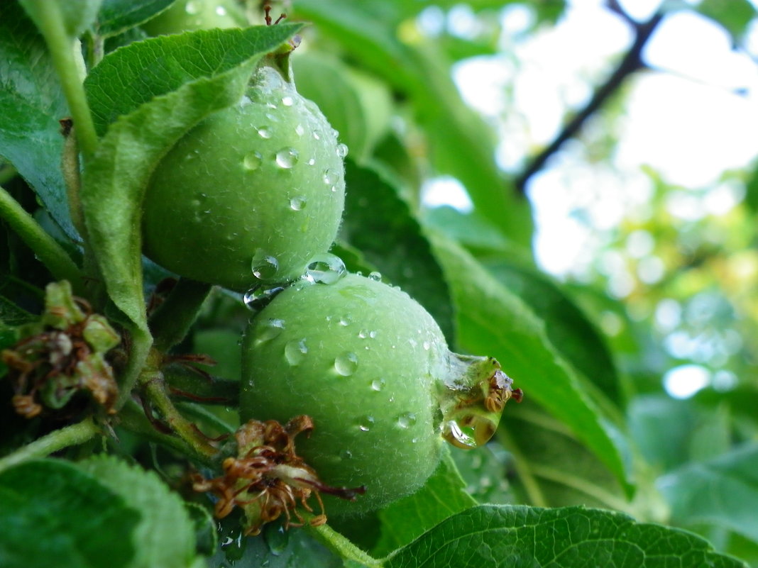 Яблоки после дождя - Олеся Енина