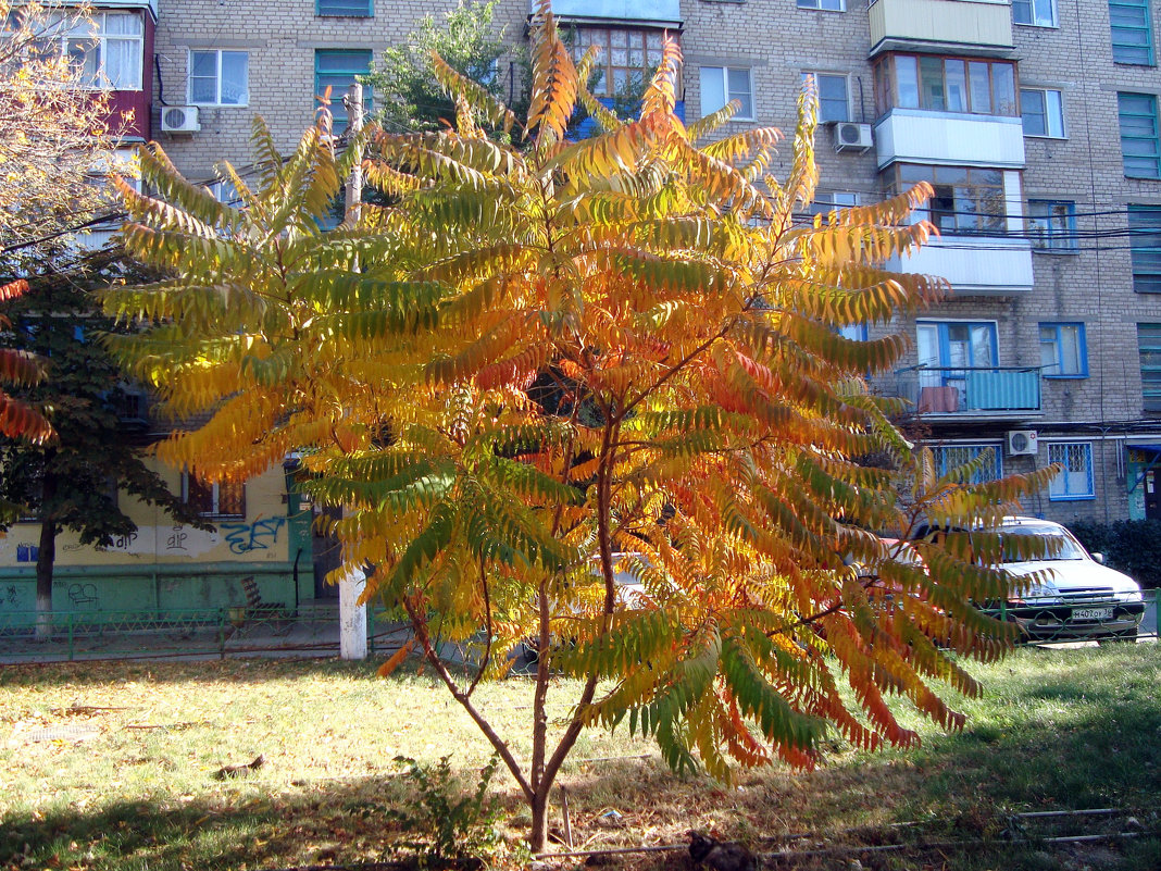 украшение двора... - Галина Флора