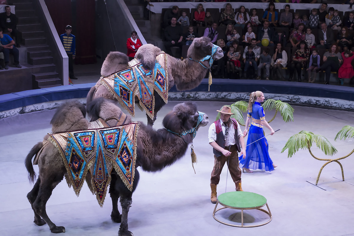 Новосибирский цирк - Sergey Kuznetcov