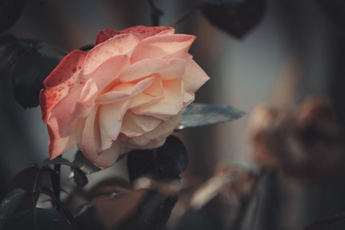 Розы – это навсегда - Оксана Летняя