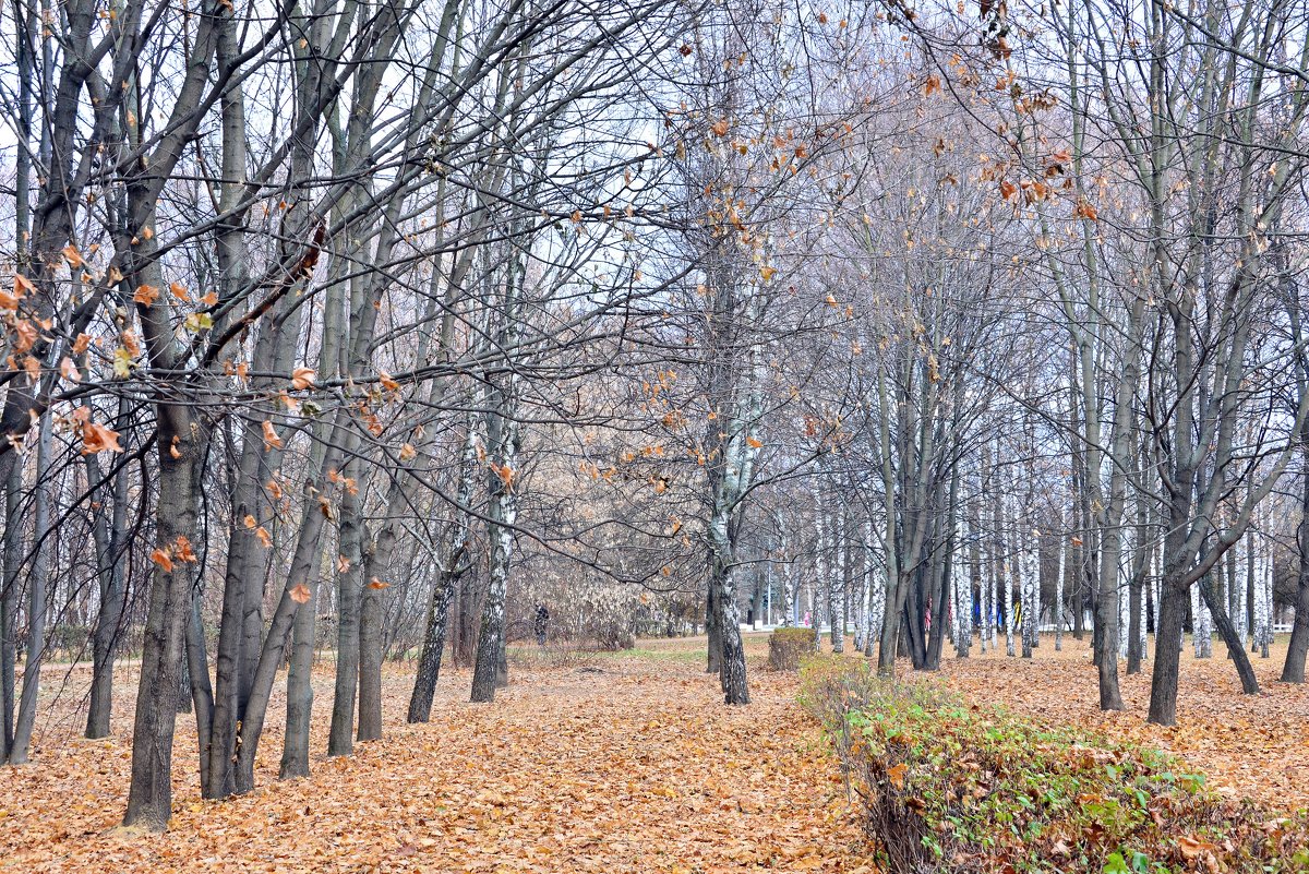 Осень ... - Kirill 