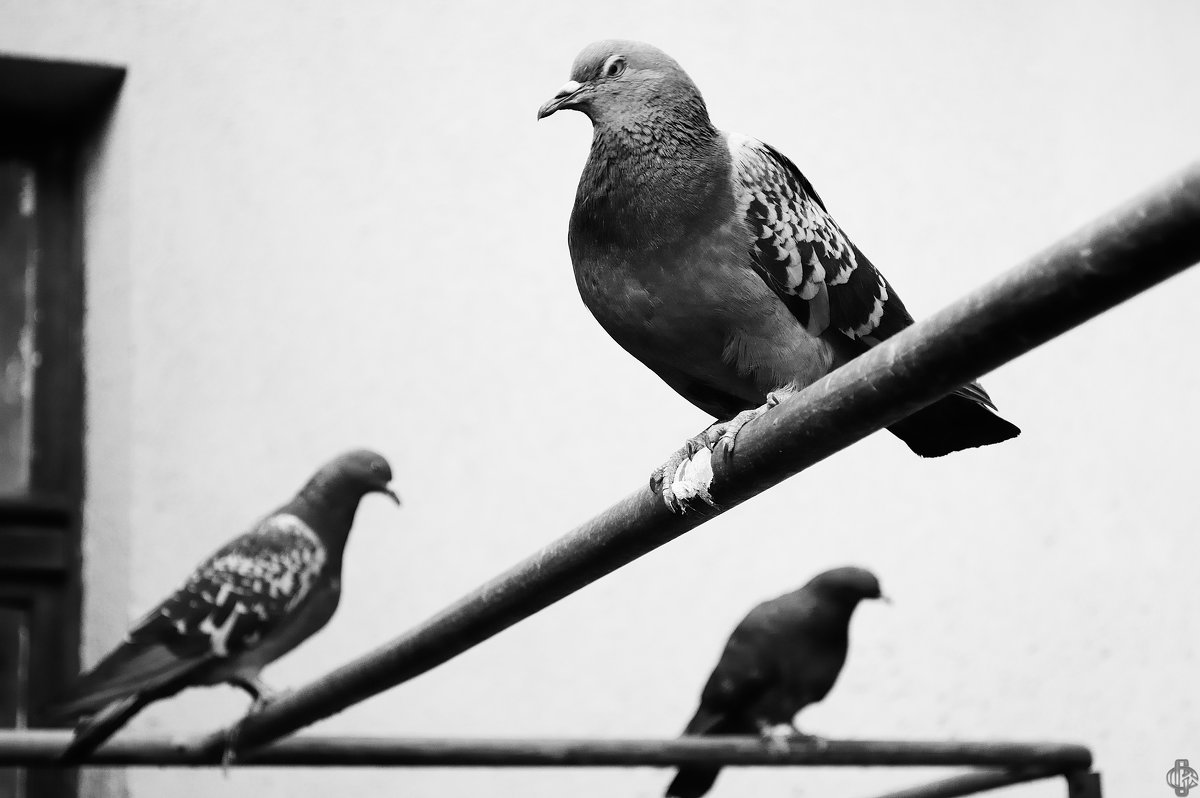 Angry birds - Spartak Avetisyan