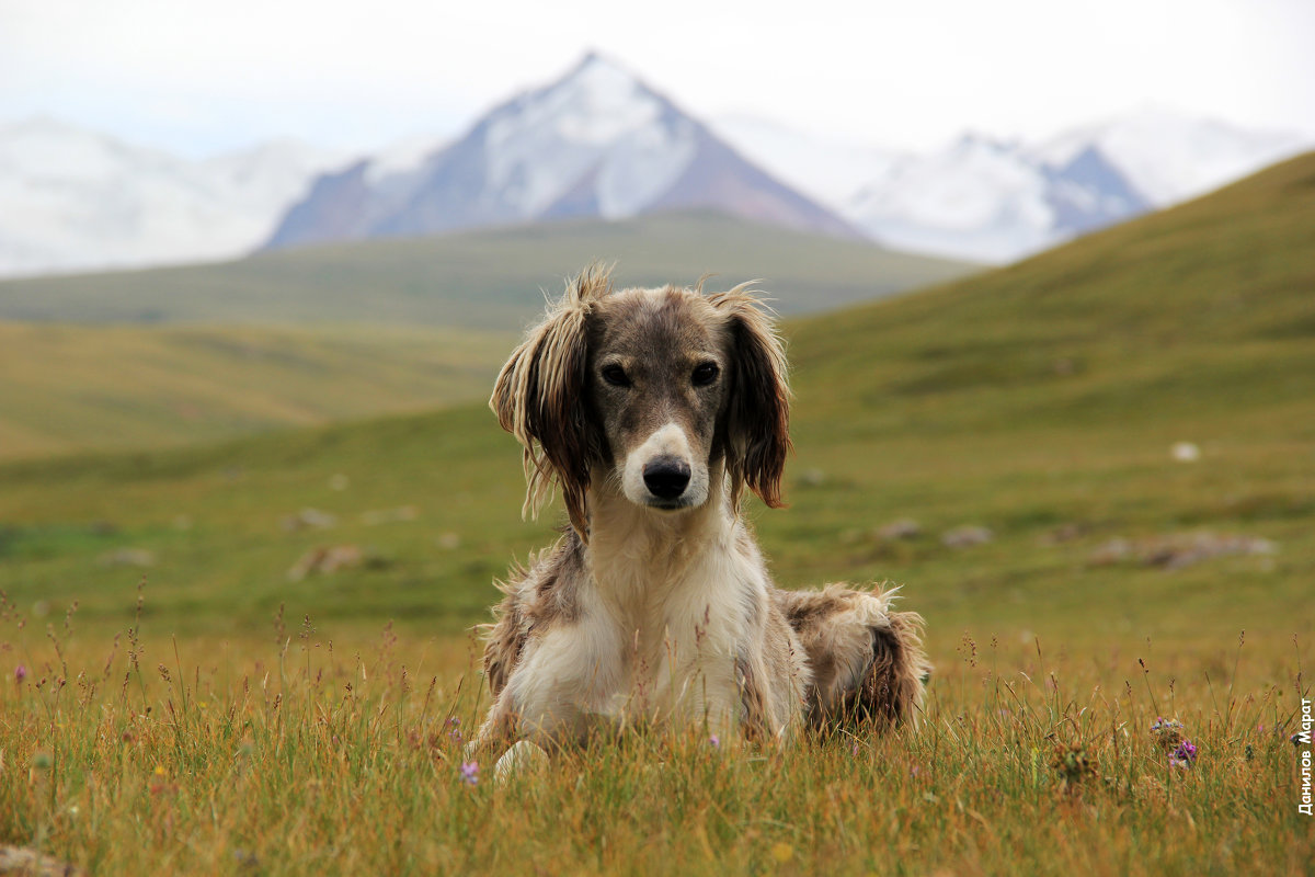 Тайган - Кыргызская борзая собака - Марат Данилов