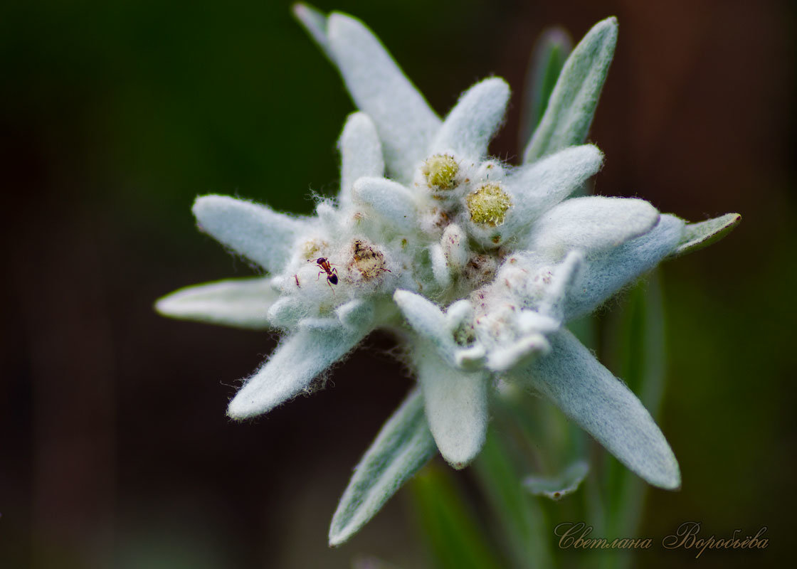 Leontopodium alpinum Cass Эдельвейс Альпийский