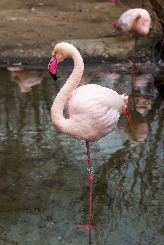 Розовый фламинго - Александр Лядов