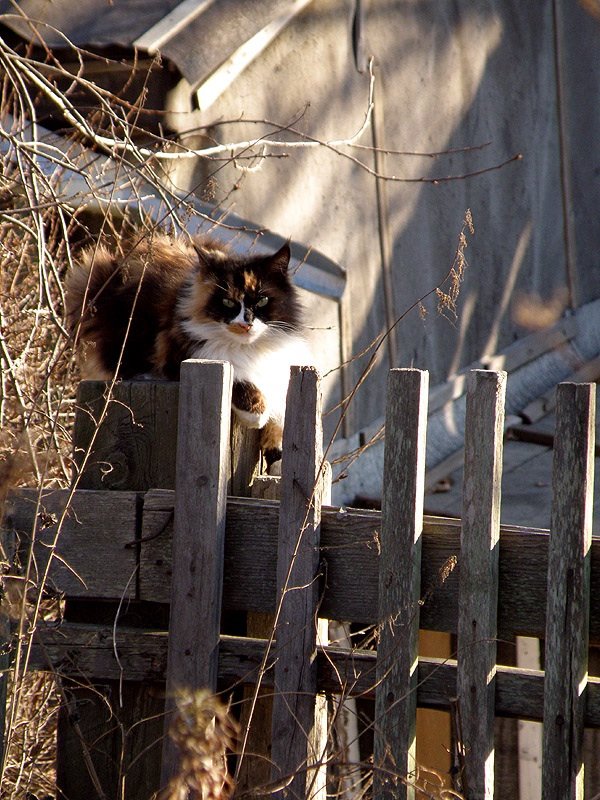 Кот, живущий на улице Фастовская - Виктория ЖиВи
