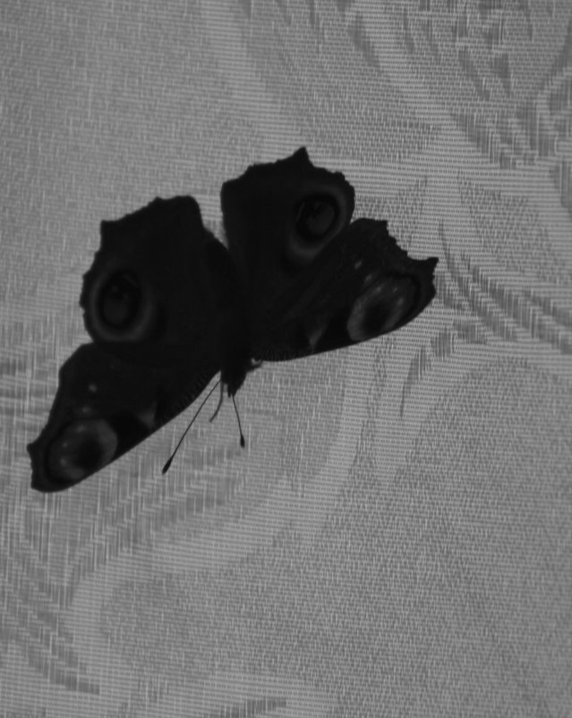 Бабочка в помещении - Aнна Зарубина